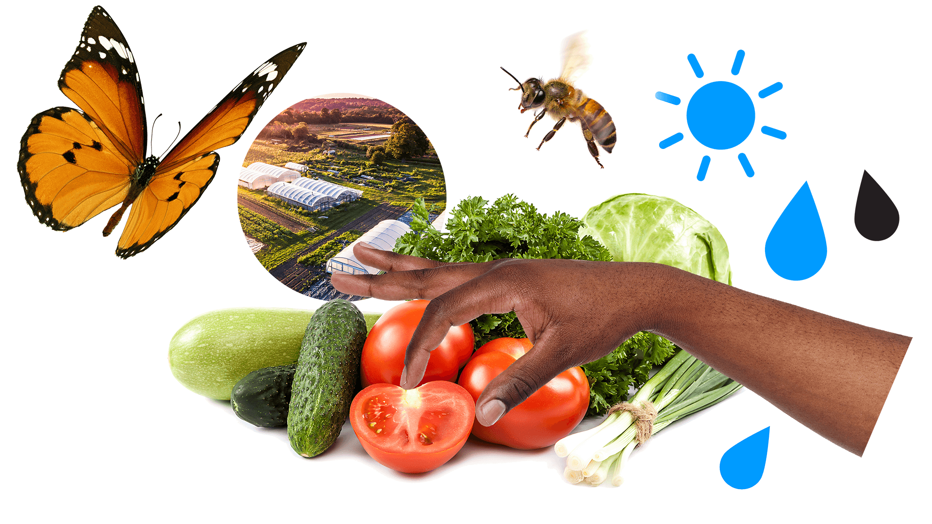 Advancing Sustainable Food Systems
